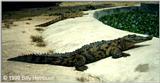 American Crocodile 4 Crocodylus acutus