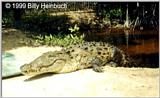 American Crocodile 5 Crocodylus acutus