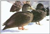 Re: waterfowl pics - Black Ducks