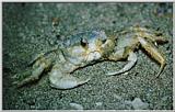 Ghost Crab - Hunting Island, SC - ghost01.jpg