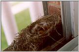 Baby Robins - Chillicothe, OH - robin.jpg