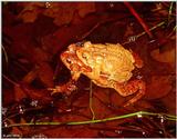 American Toads (Bufo americanus) in amplexus