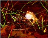 American toad (calling male)1