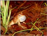 American toad (calling male)2