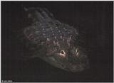 American alligator 19