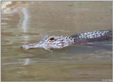 American Alligator(s) 24