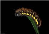 American Painted Lady Caterpillar 2