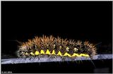 American Painted Lady Caterpillar 3