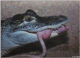 Feeding time in the gator pit 6 - American alligator (Alligator mississippiensis)