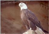 Bald Eagle #3