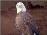 Bald Eagle #4