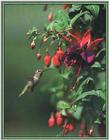 Hummingbird - Male Anna's