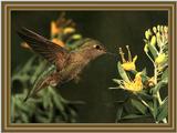 Anna's Hummingbird (9)