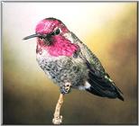 Hummingbird - Anna's Hummingbird 12