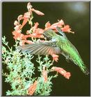 Hummingbird - Anna's Hummingbird 13