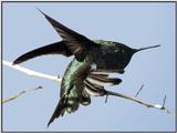 Hummingbird - Anna's Hummingbird 15