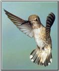 Anna's Hummingbird - Femake  (5)