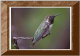 Re: Requested : Hummingbird and butterfly - Annas 04 Hummingbird.jpg
