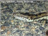 plethora of pythons; Spotted python (Antaresia maculosa)