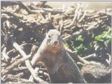 Calif Ground Squirrel april18.jpg (1/1) 19 20