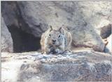 Squirrel april24.jpg (1/1) 90