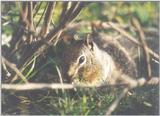 Calif Ground Squirrel april3.jpg (1/1) 04 20