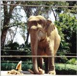 Re: Misc animals from the San Diego Zoo - another elephant