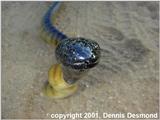 Trip to OZ - Black-headed Python (Aspidites melanocephalus)