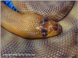 Plethora of pythons 3 - Woma Python