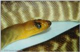 woma (Australian python)