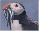 puffin with a beakful of sand-eels