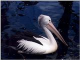 Australian Pelicans breed inland and return to the sea when the young are reared - Pelican04.jpg