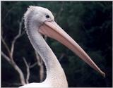 Australian Pelicans breed inland and return to the sea when the young are reared - Pelican05.jpg