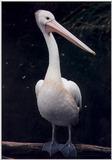 Australian Pelicans breed inland and return to the sea when the young are reared - Pelican06.jpg