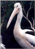 Australian Pelicans breed inland and return to the sea when the young are reared - Pelican09.jpg