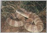 Austalian Tiger Snakes 2/3 jpg