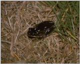 Re: req: frogs - australische bruine kikker