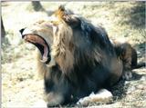 Black Maned Lion #3