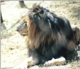 Black Maned Lion #10