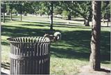 Hartford's Bushnell Park: BP-Squirrel.jpg