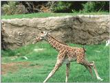 Re: Baby Giraffe