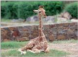 Baby Giraffe 1