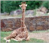Baby Giraffe 2