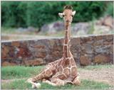 Baby Giraffe 3