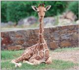 Baby Giraffe 4