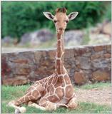 Baby Giraffe 5