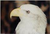 Bald Eagle (Haliaeetus leucocephalus)3