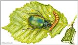 Art by Hermann Fey Beetle12.jpg (1/1) 110848 bytes