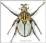 Art by Hermann Fey Beetles14a.jpg (1/1) 30626 bytes
