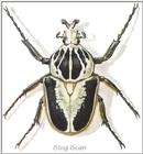 Art by Hermann Fey Beetles14b.jpg (1/1) 39554 bytes